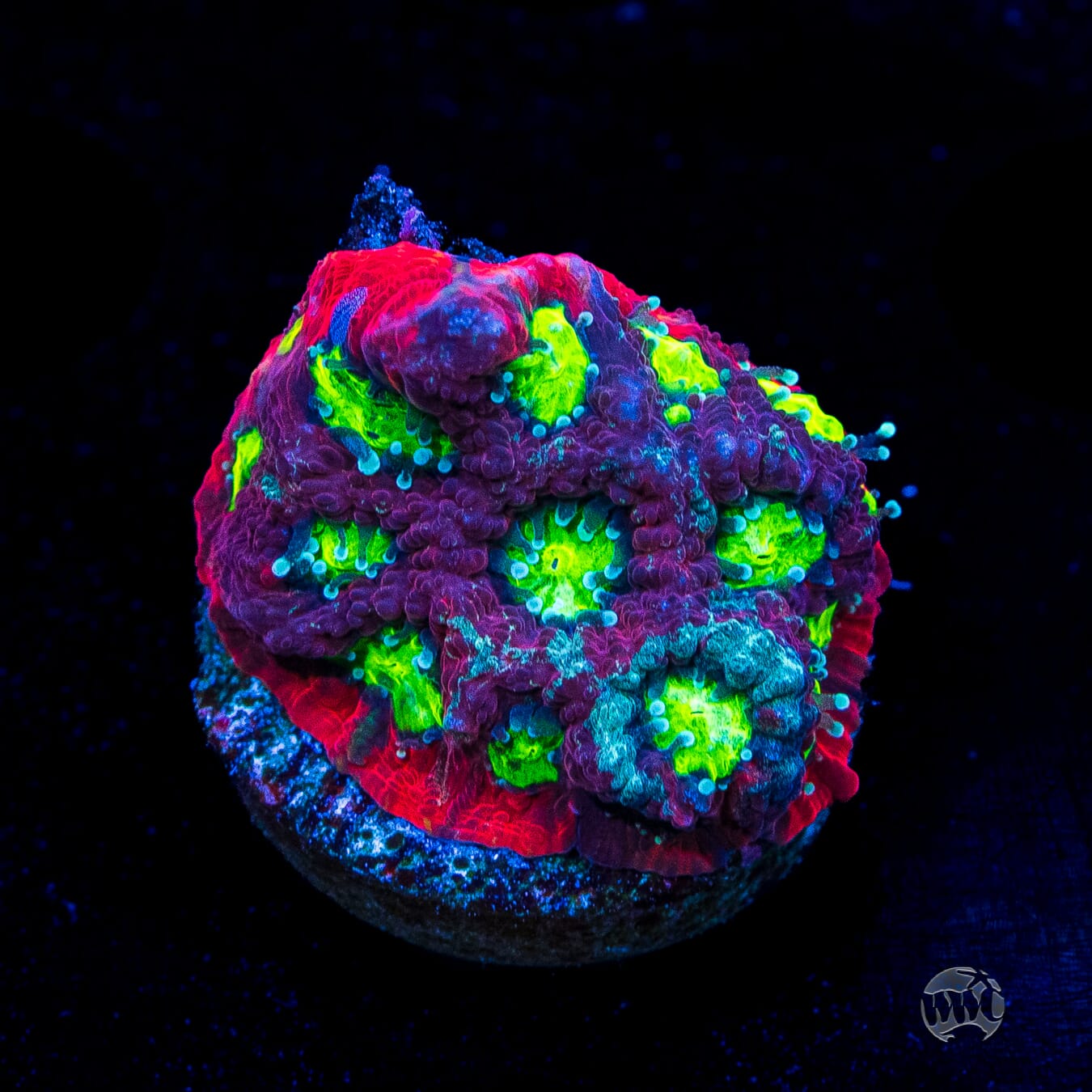 WWC Graffiti War Coral