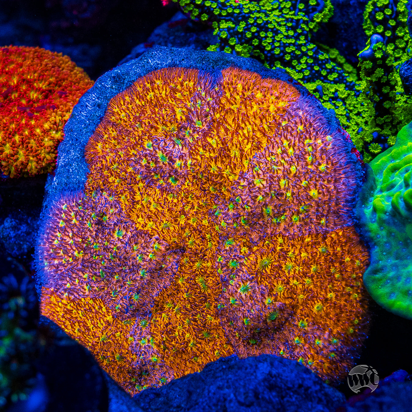 WWC Grafted C3PO Lithophyllon Coral