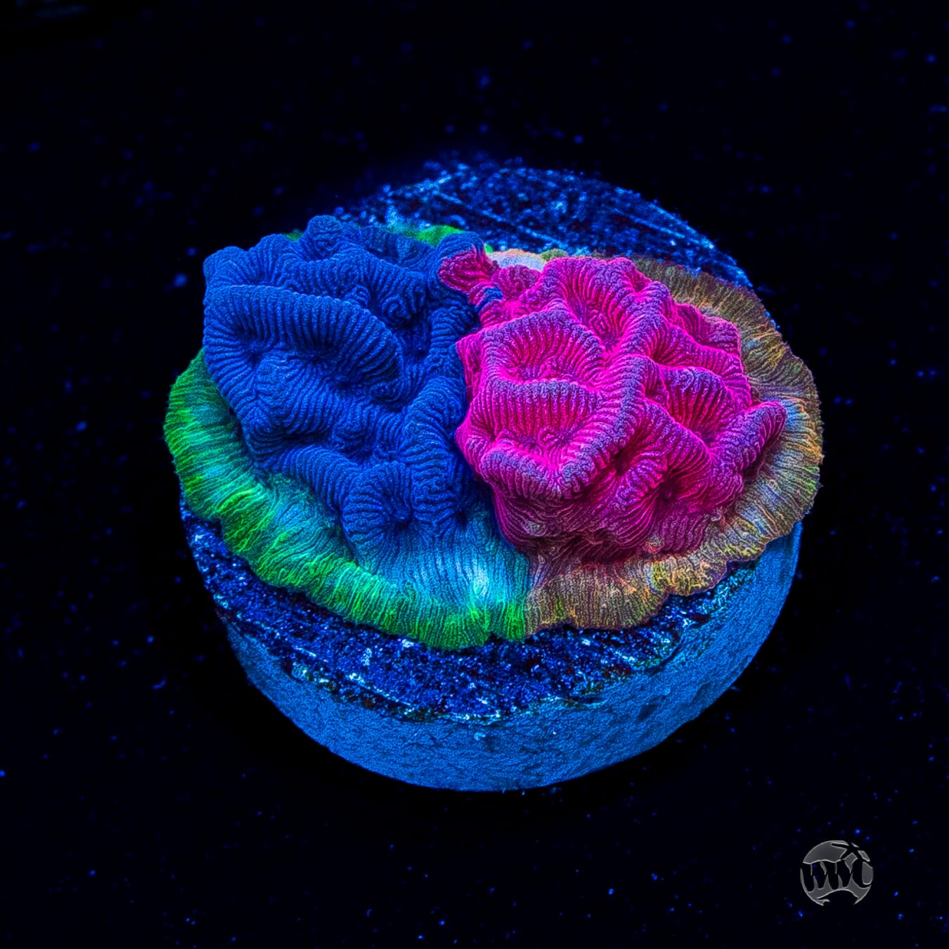 WWC Grafted Flamingo Leptoseris Coral