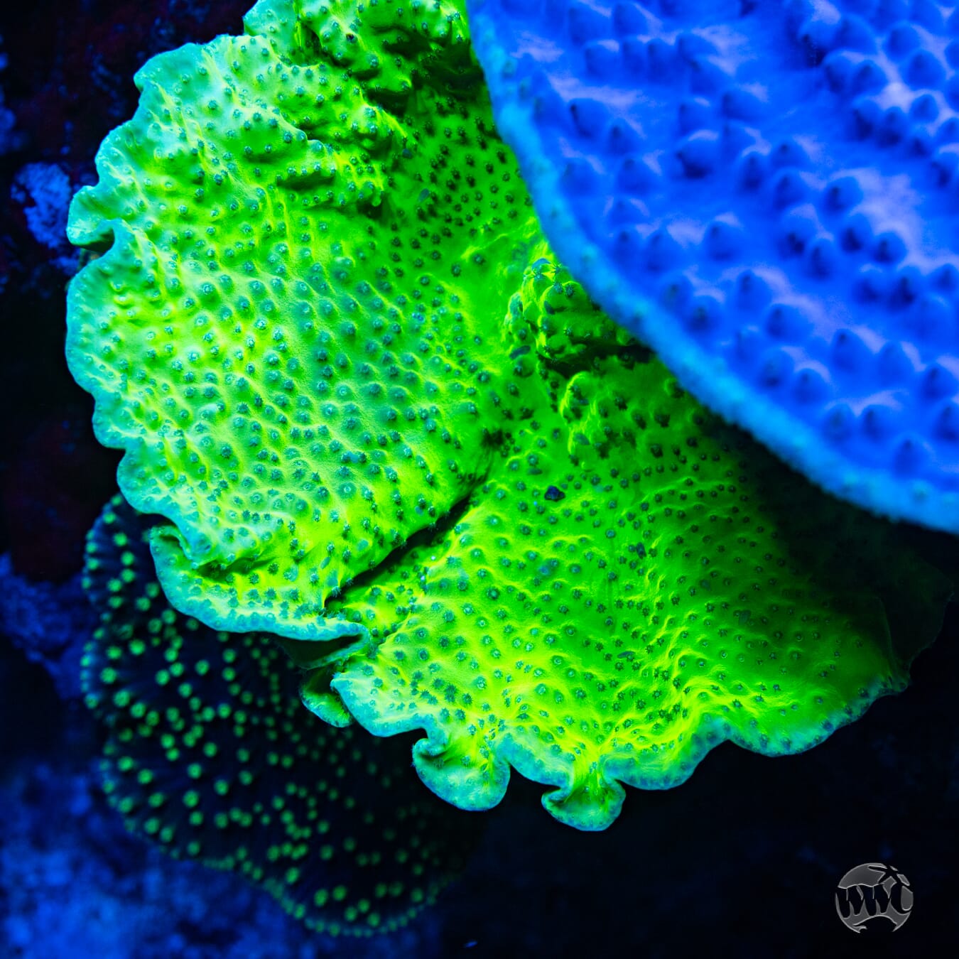 WWC Green Fire Turbinaria - Mother Colony