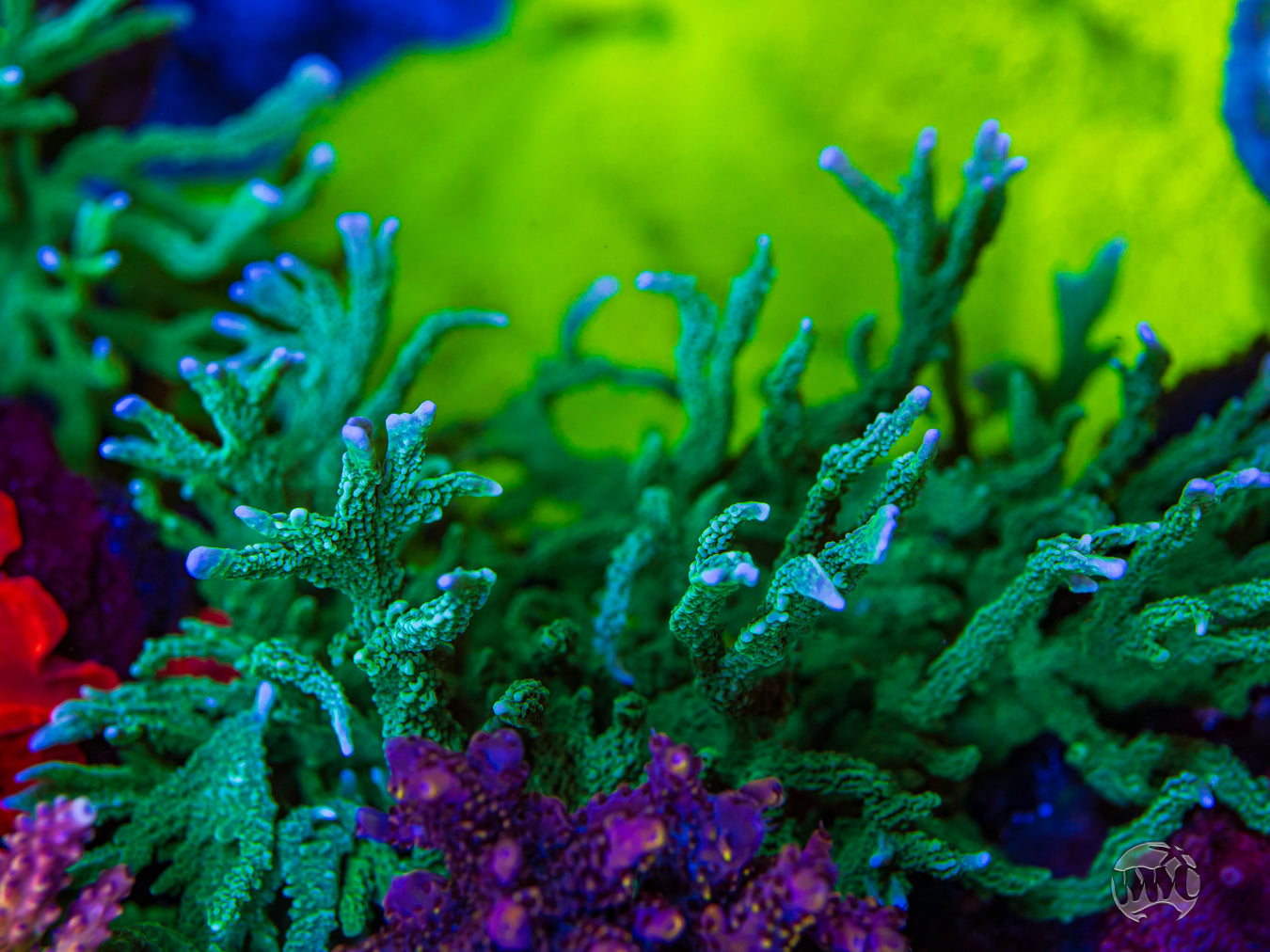 Green Hirsuta Montipora Coral