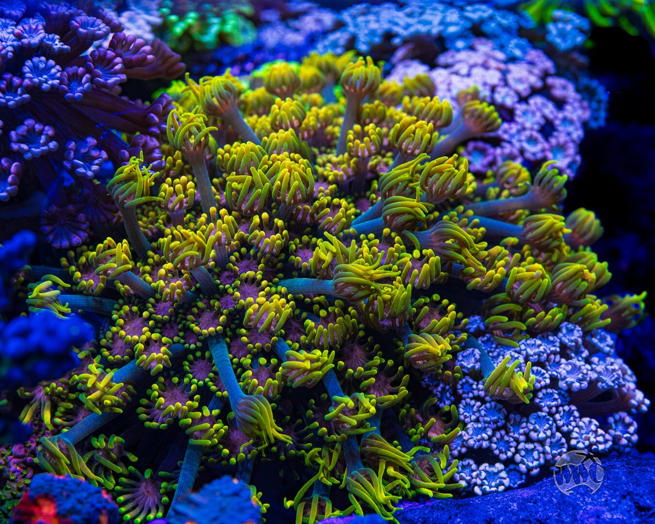 WWC Guava Berry Alveopora - Mother Colony