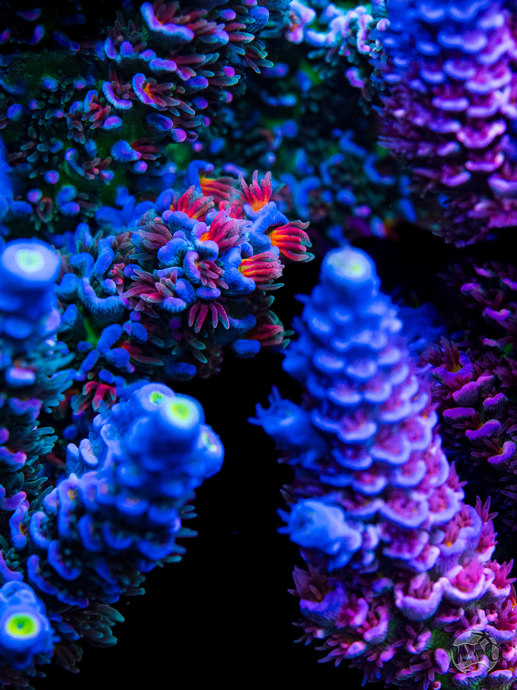 WWC Hair of the Dog Tenuis Acropora