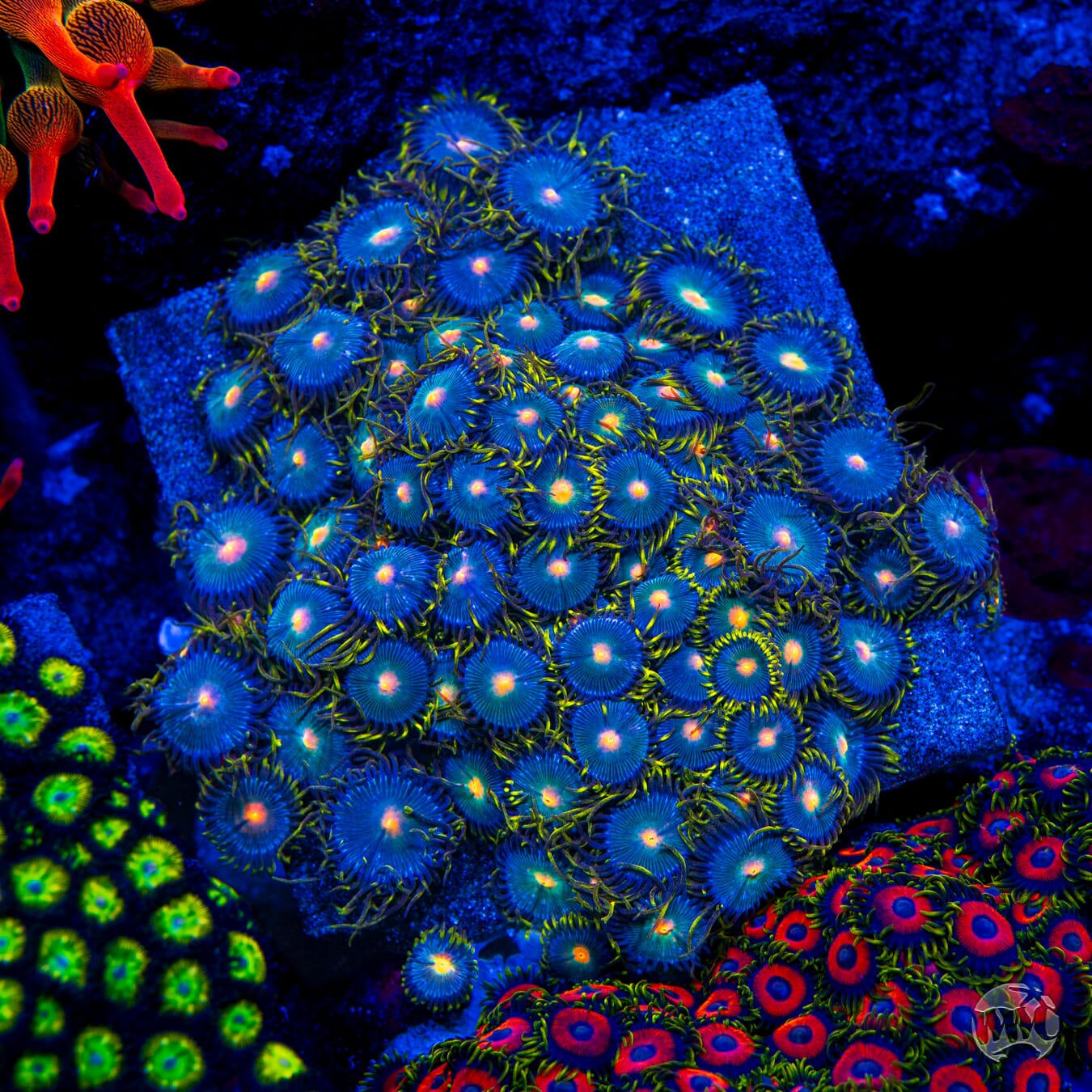 WWC Hairy Gorilla Nipples Zoanthids - Mother Colony Photo