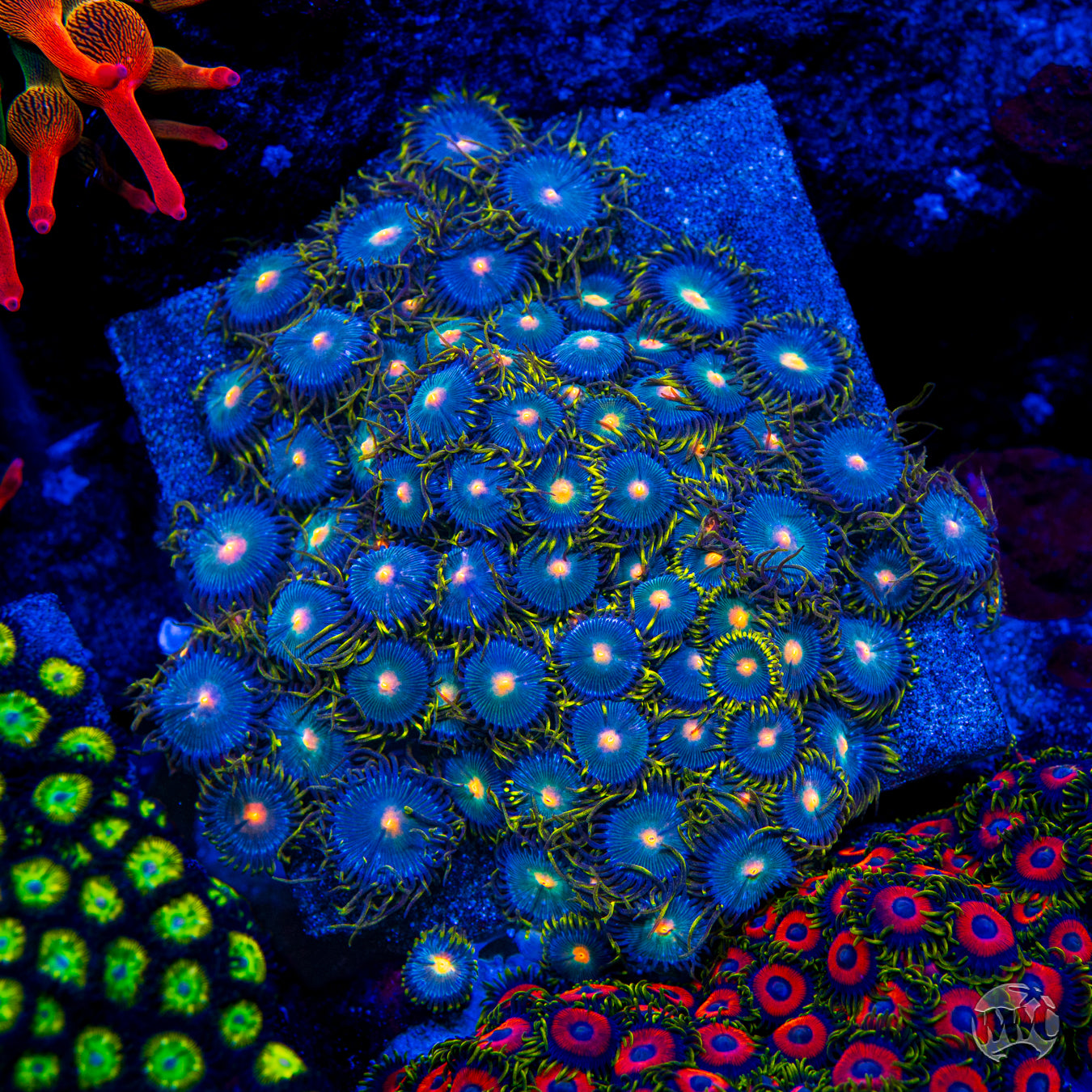 WWC Hairy Gorilla Nipple Zoanthids