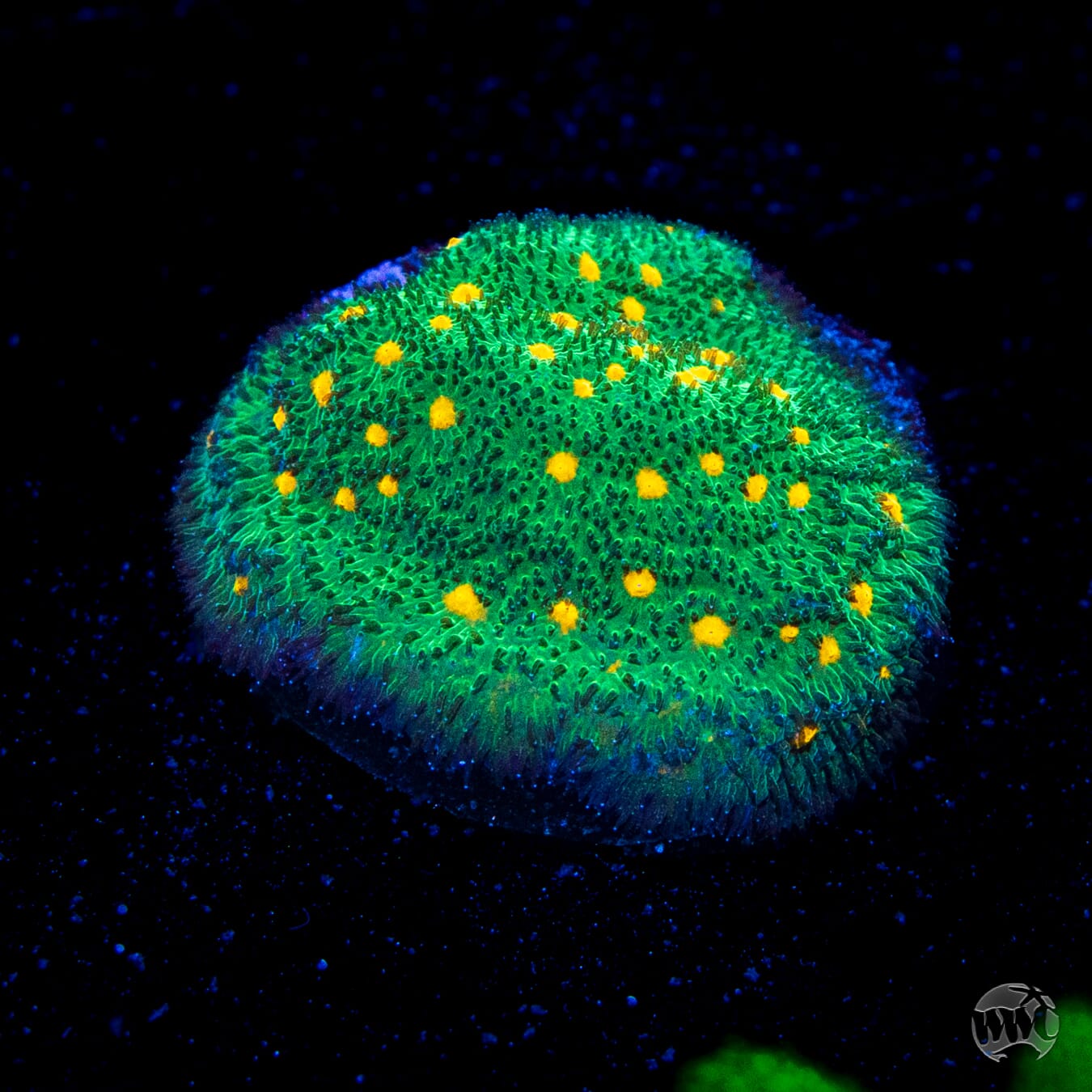 WWC Harvest Moon Psammocora Coral