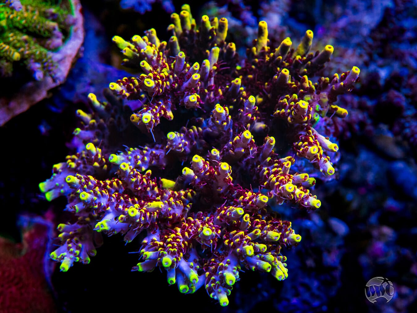 WWC Helios Acropora - Mother Colony