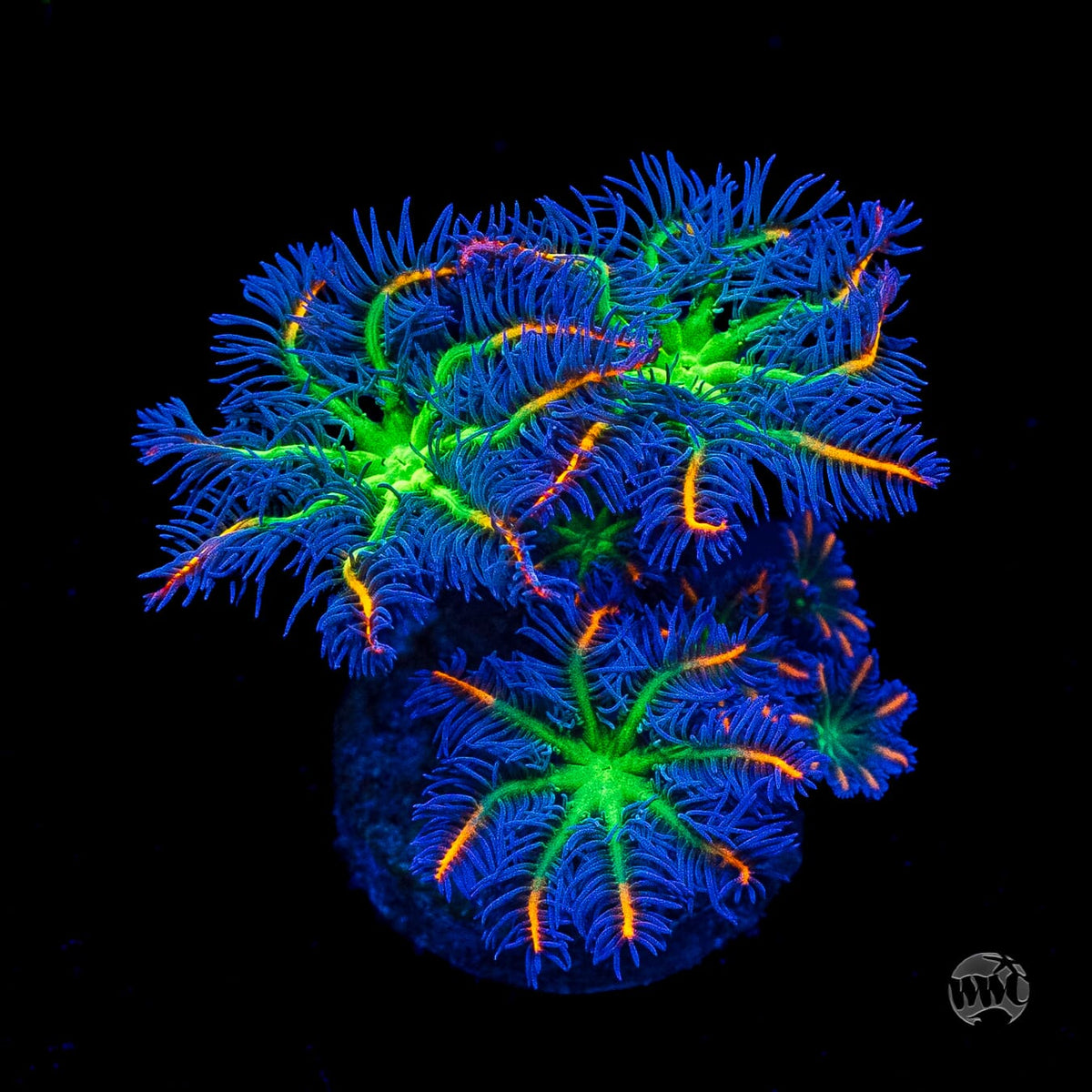 WWC High Voltage Clove Polyps
