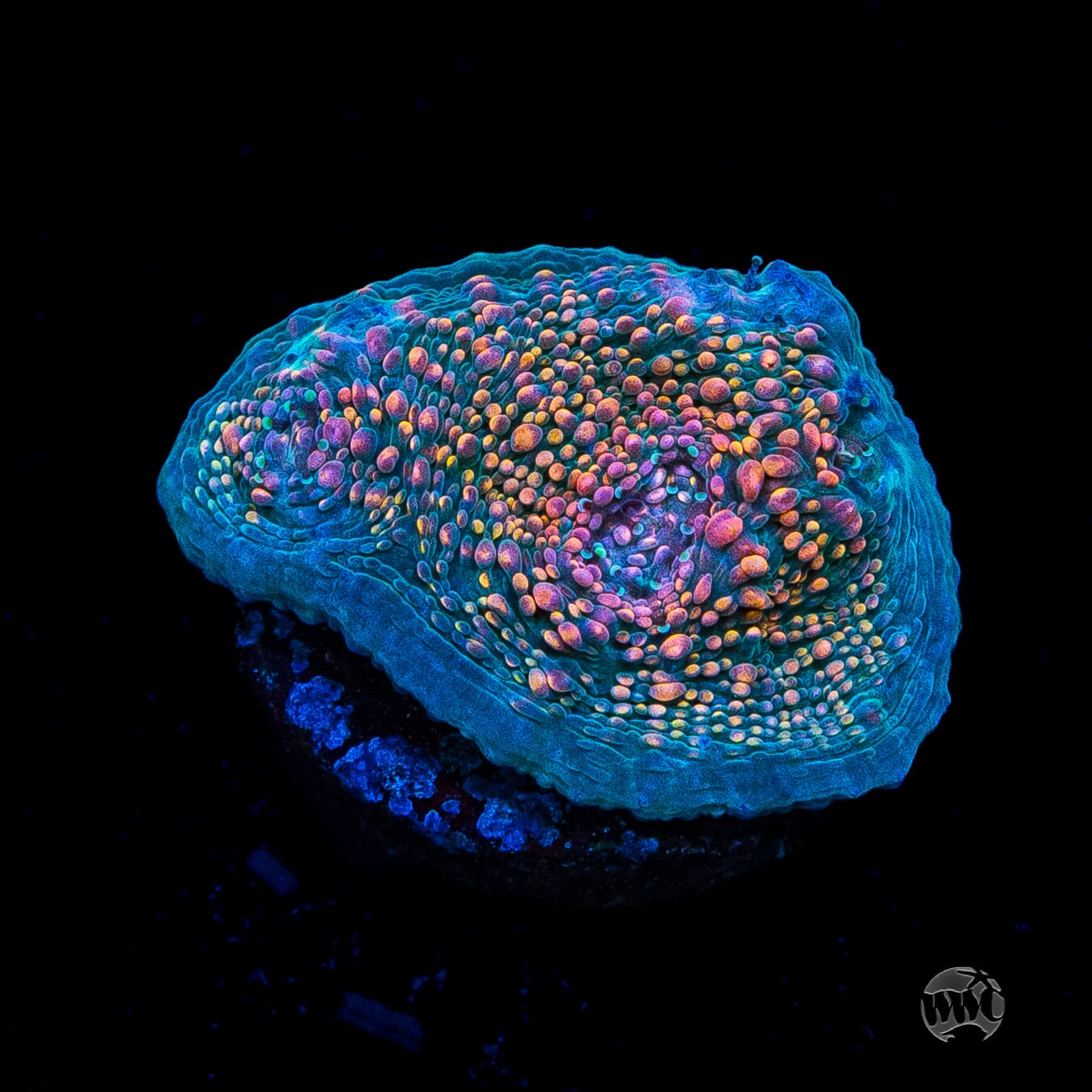 WWC Hologram Chalice Coral