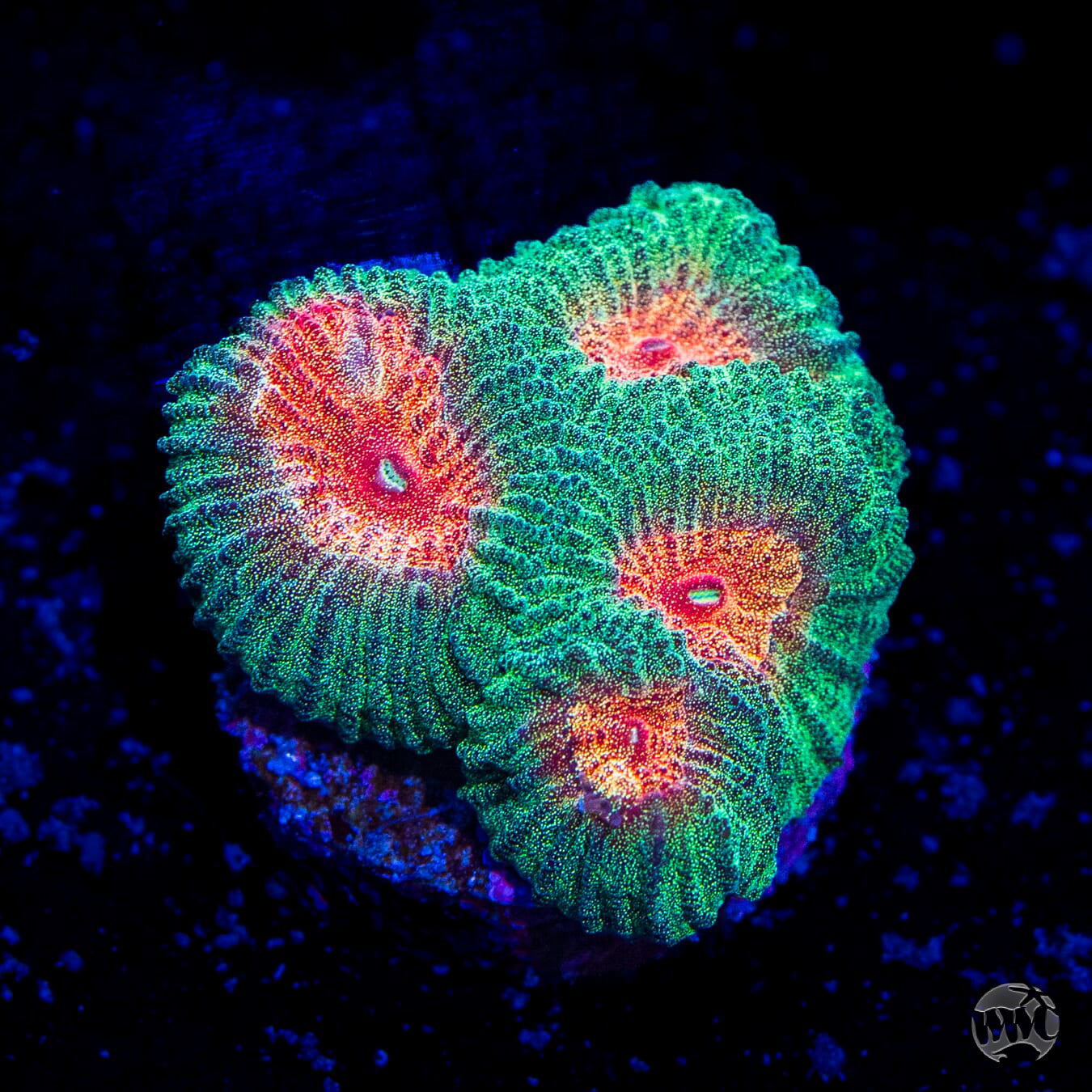 WWC Honey Pot Favia Coral