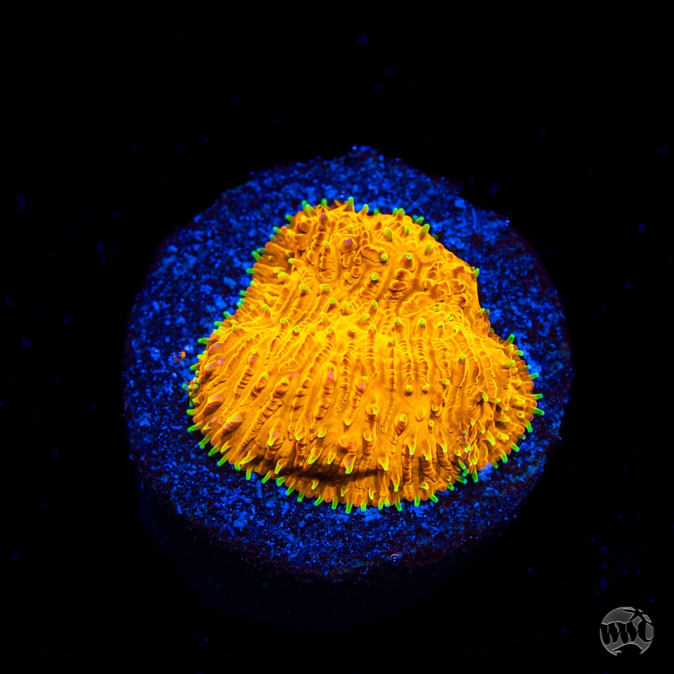 WWC Honeysickle Lithophyllon