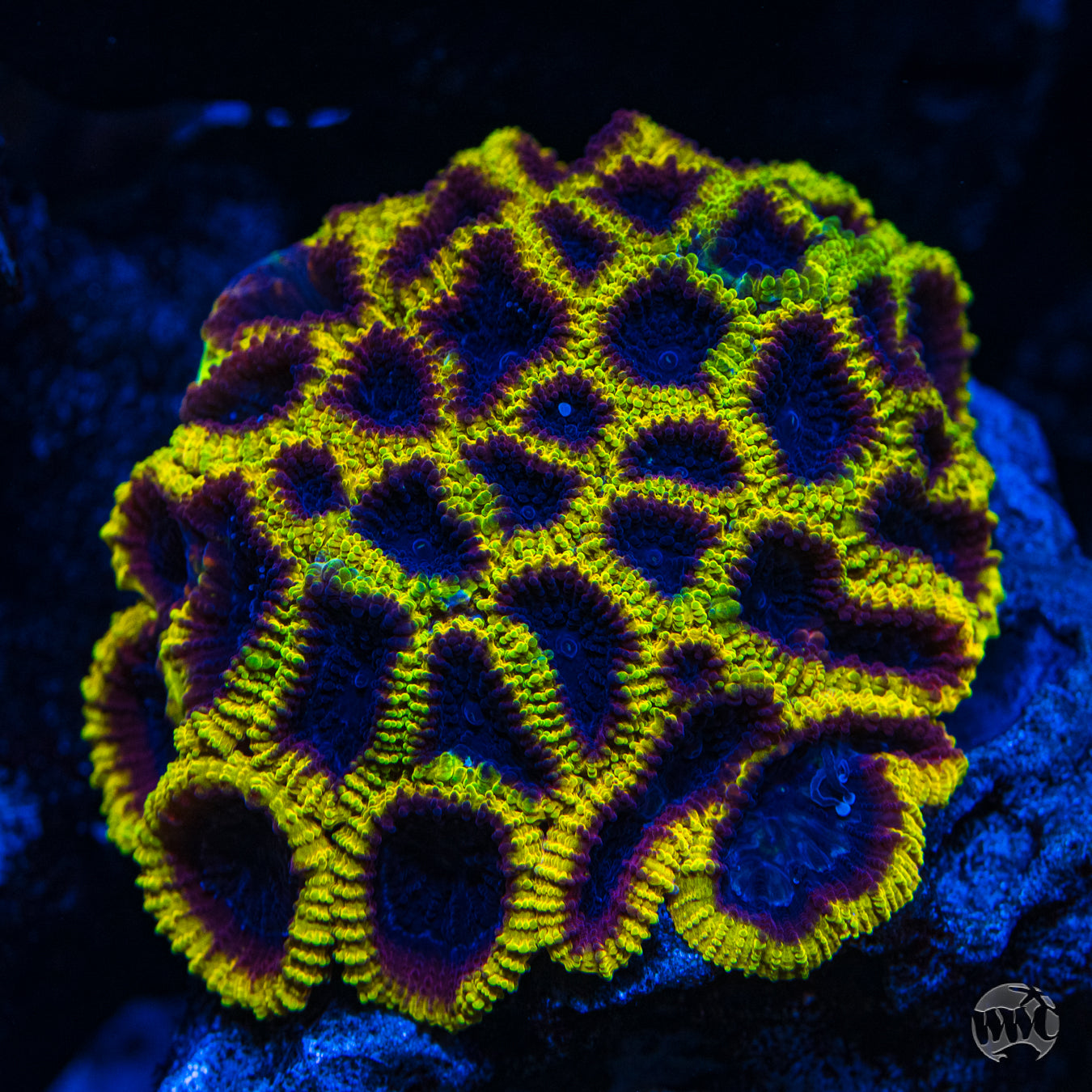 WWC Hot Wheels Favia