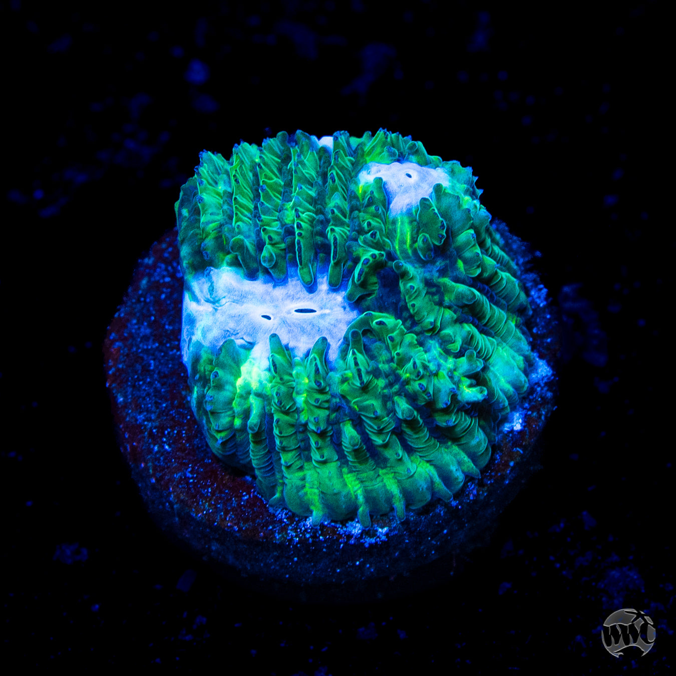 WWC Ice Sheet Lithophyllon Coral