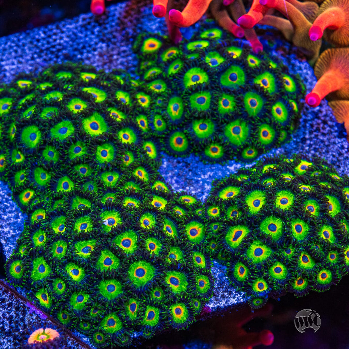 WWC Island Time Zoanthids - Mother Colony Photo