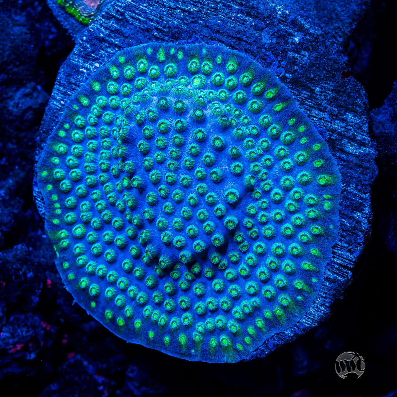WWC Islands Cyphastrea