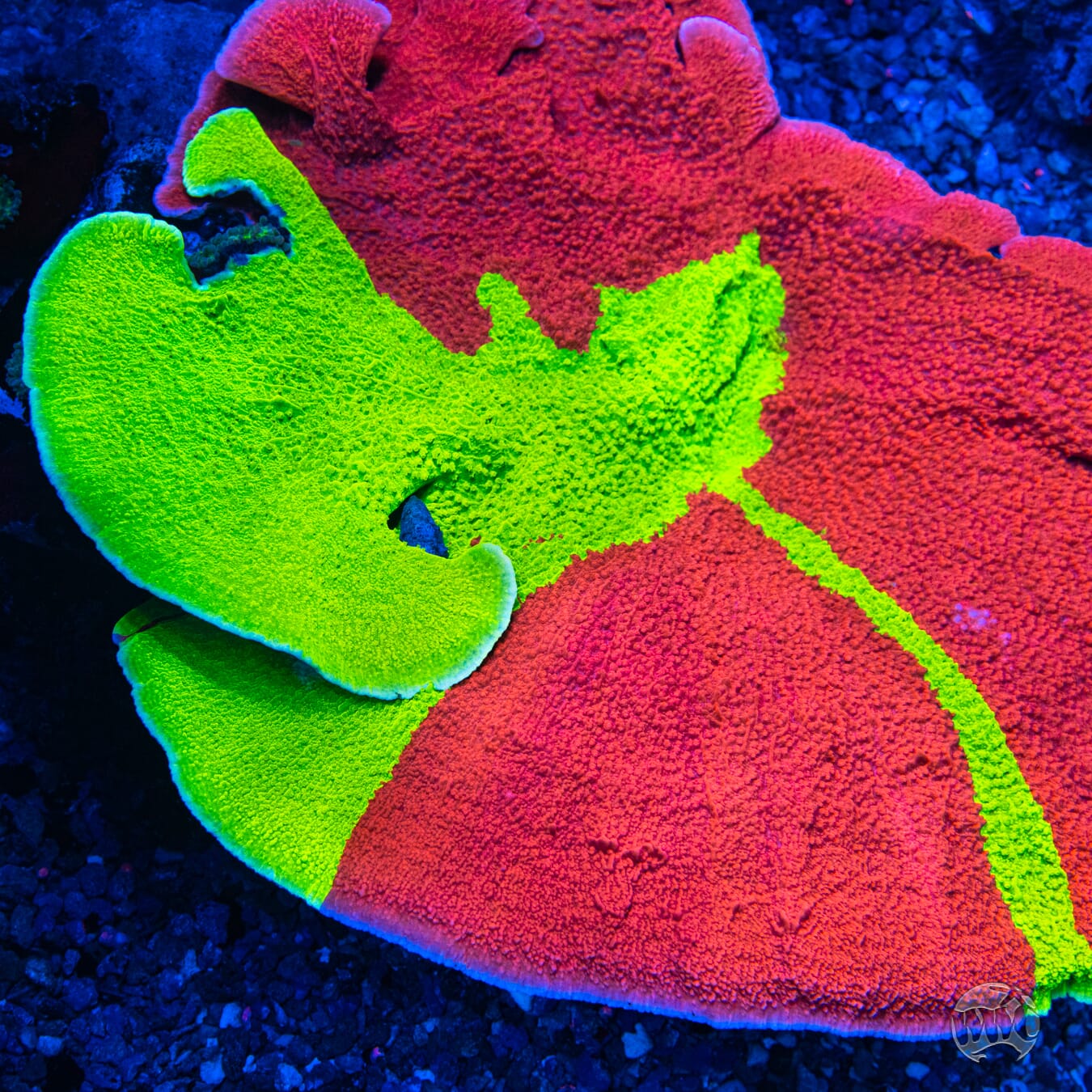 WWC Jaw Breaker Grafted Montipora