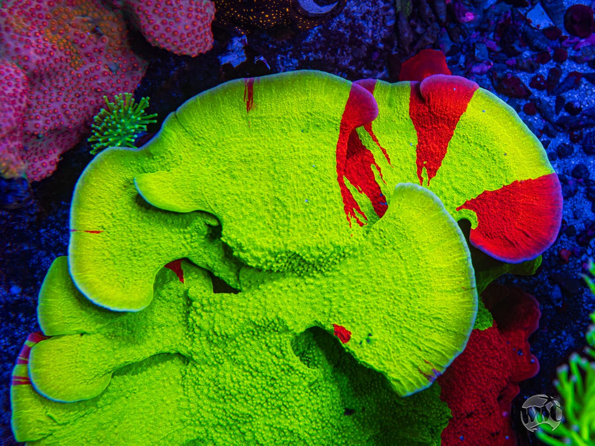 WWC Jaw Breaker Grafted Cap Montipora - Mother Colony