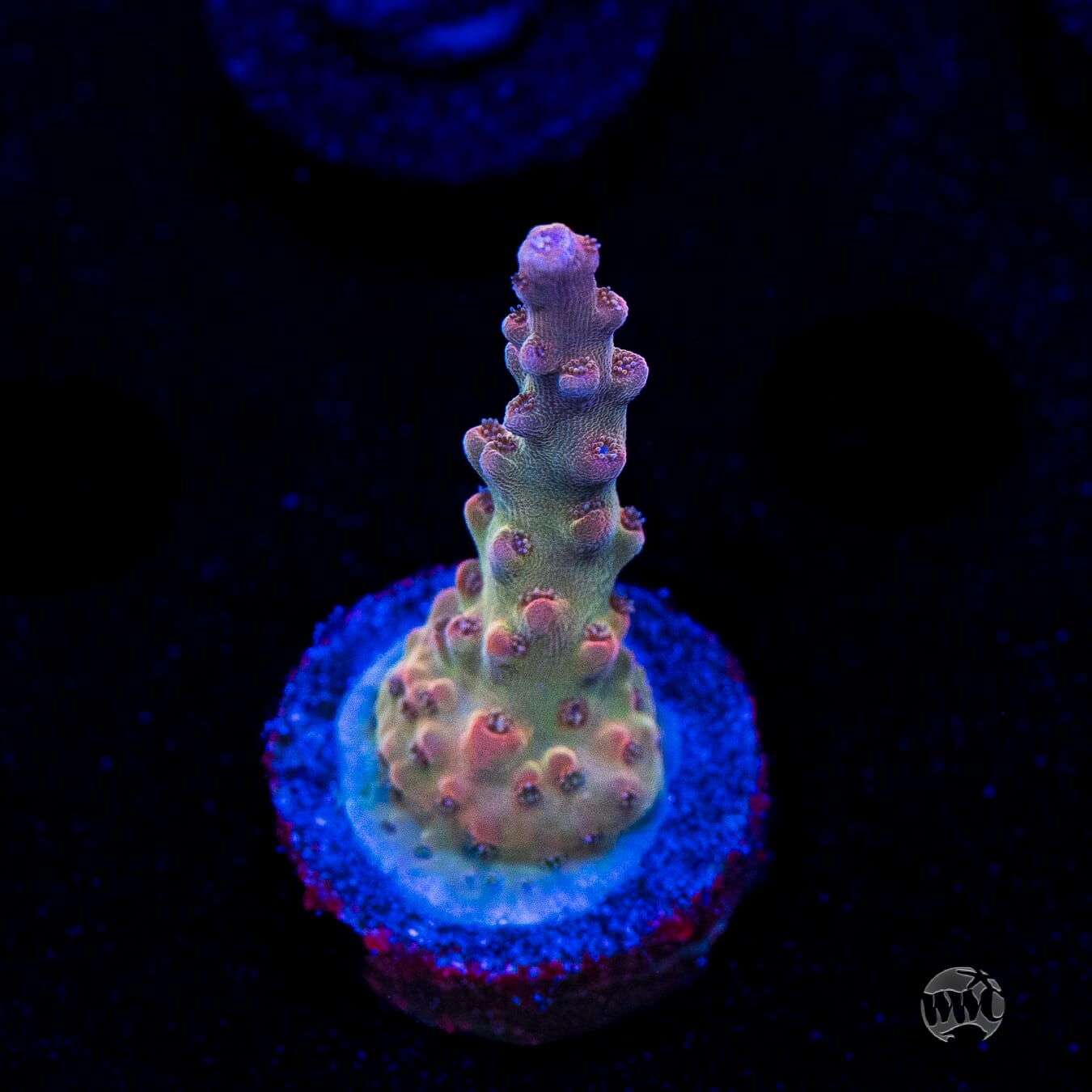 WWC Joe Dirte Acropora