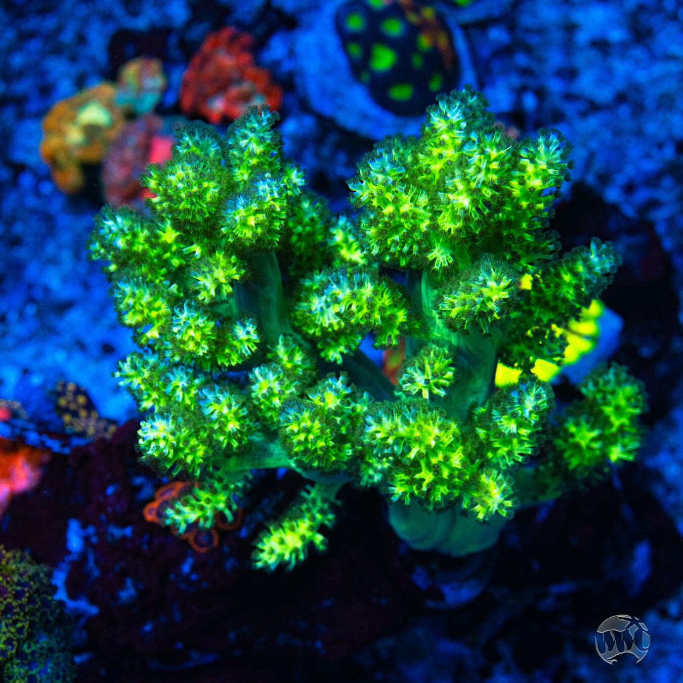 WWC Kaiju Hairy Leather