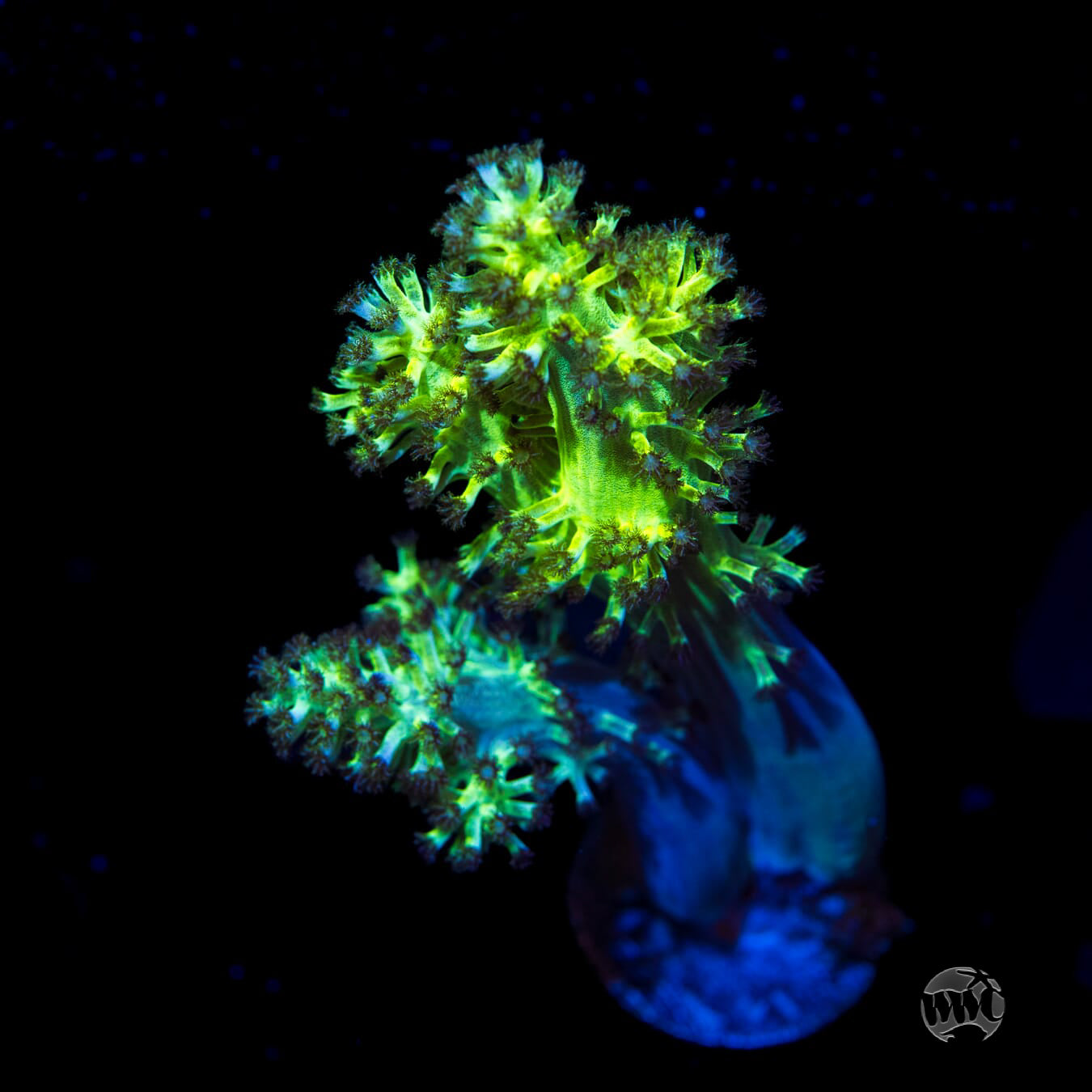 WWC Kaiju Hairy Leather