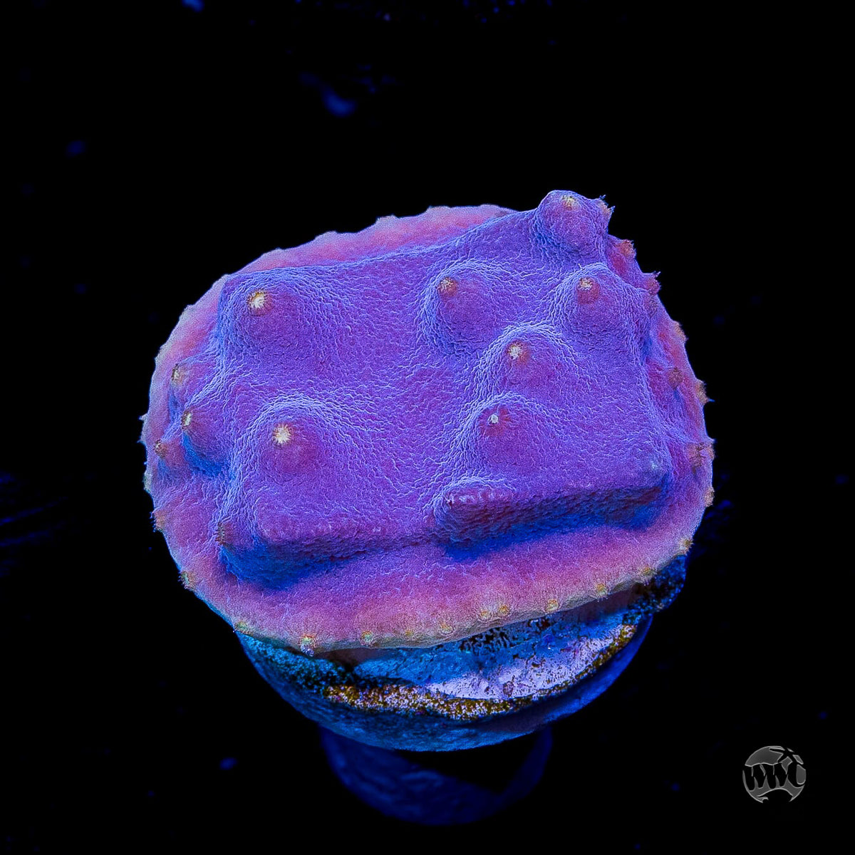 WWC Lakerz Turbinaria Coral
