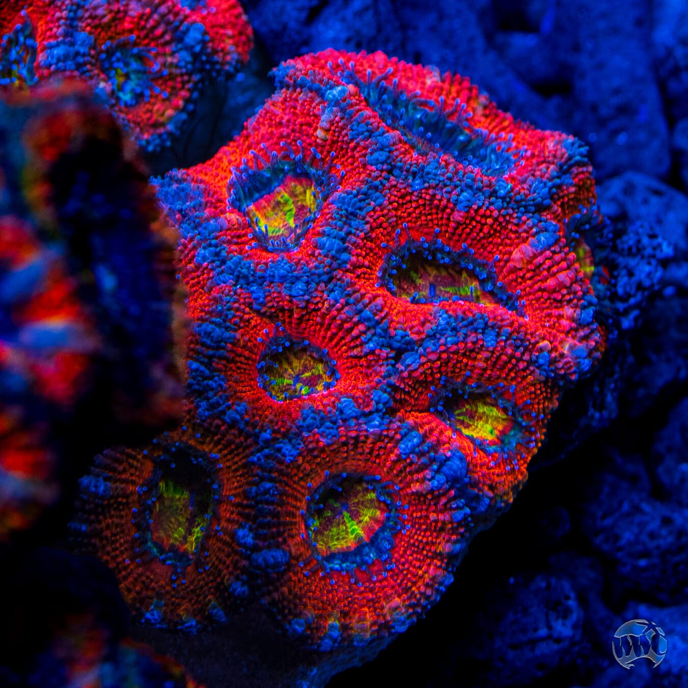 WWC Lava Burst Aussie Lord - Mother Colony