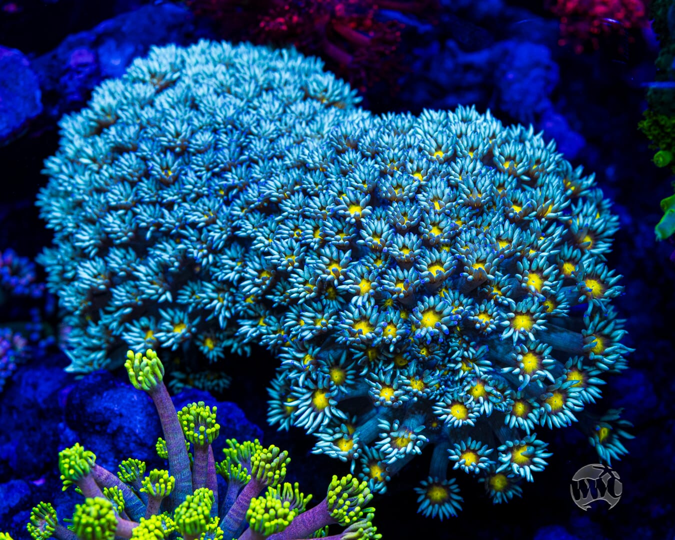 WWC Lemon Head Goniopora - Mother Colony