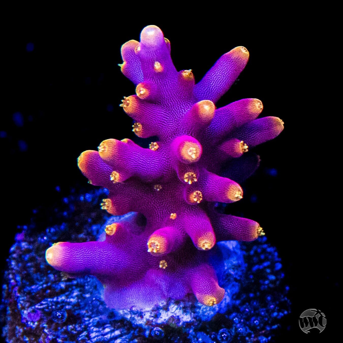 WWC Little Red Ferrari Acropora