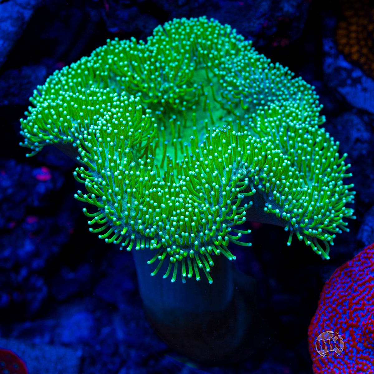 WWC Long Polyp Toadstool Leather Coral