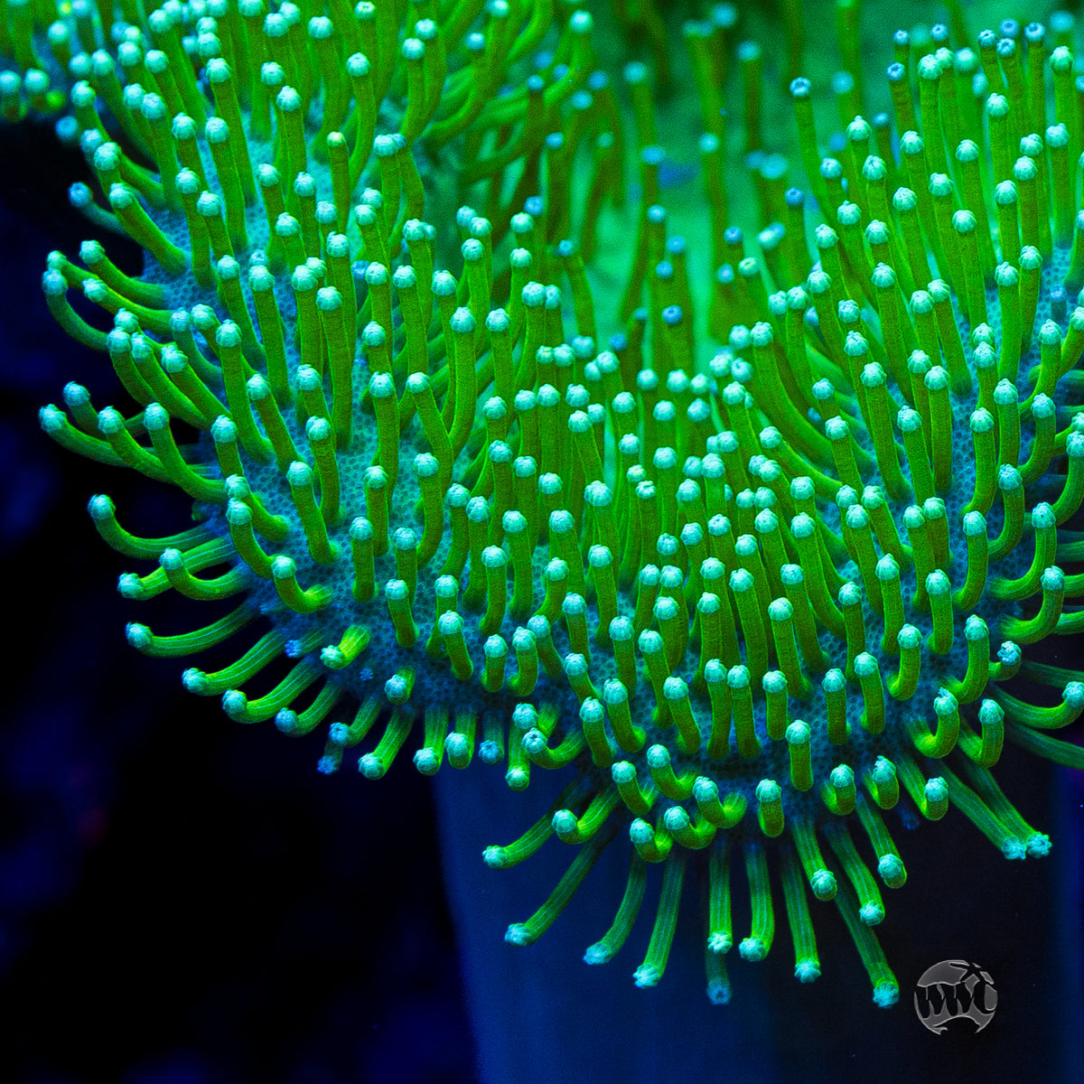 WWC Long Polyp Toadstool Leather Coral