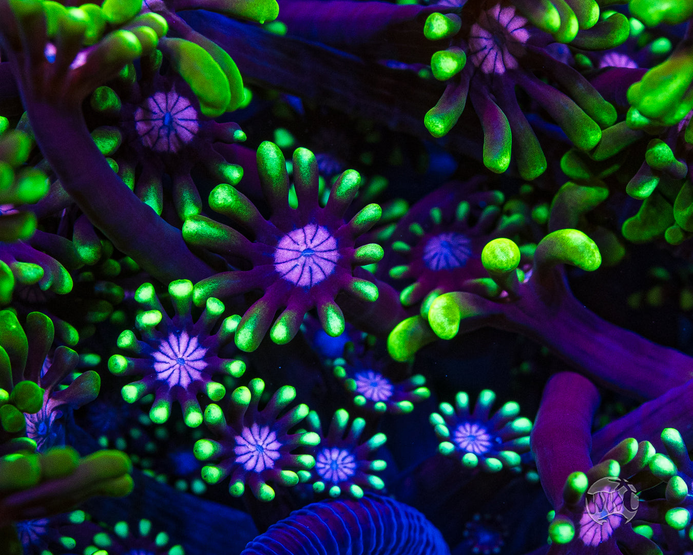 WWC Macho Man Alveopora