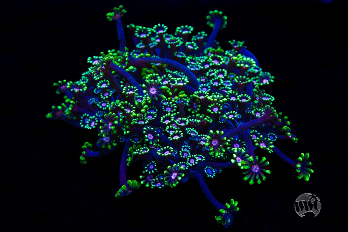WWC Macho Man Alveopora - Mother Colony Photo