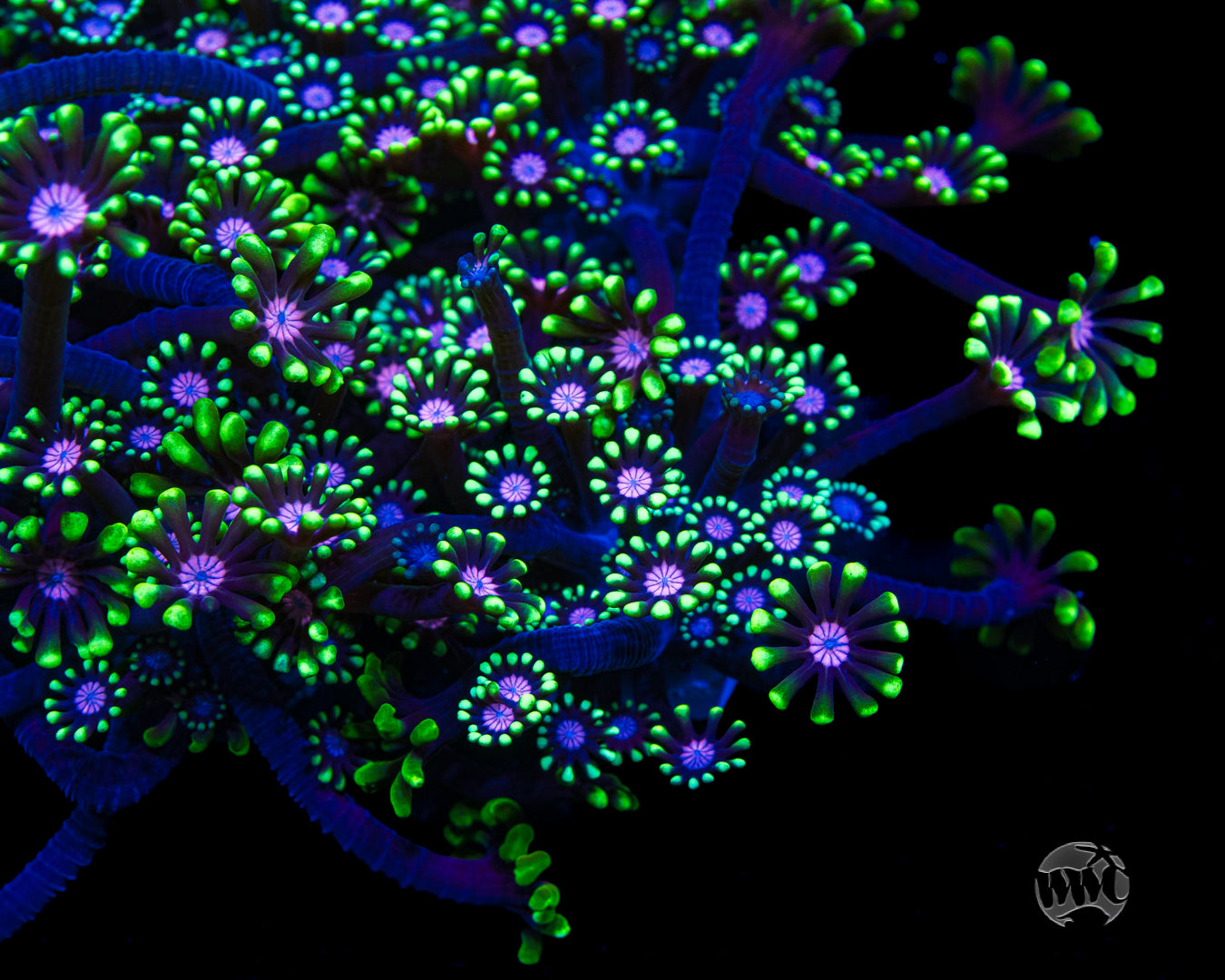 WWC Macho Man Alveopora