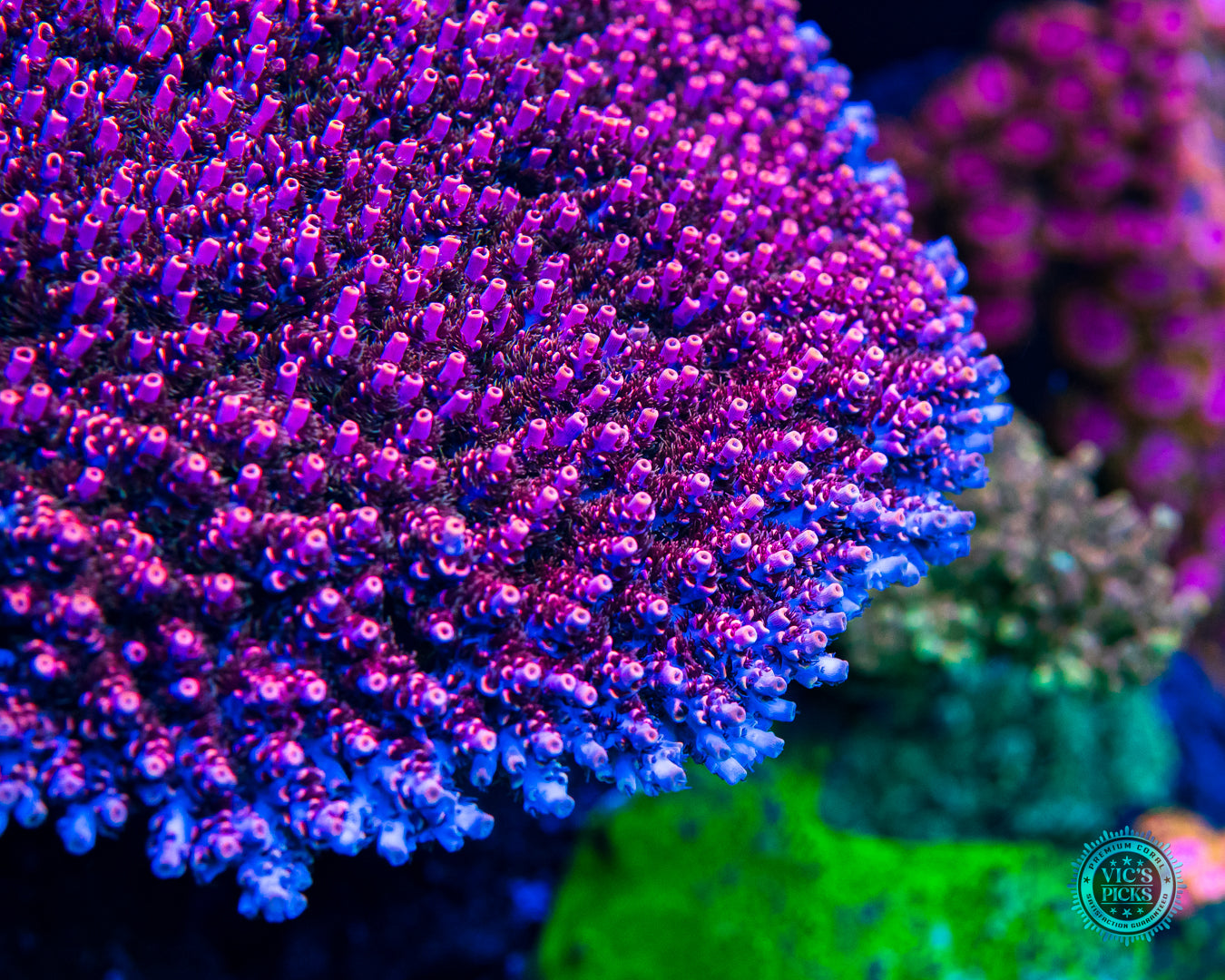 WWC Man of Steel Tabling Acropora
