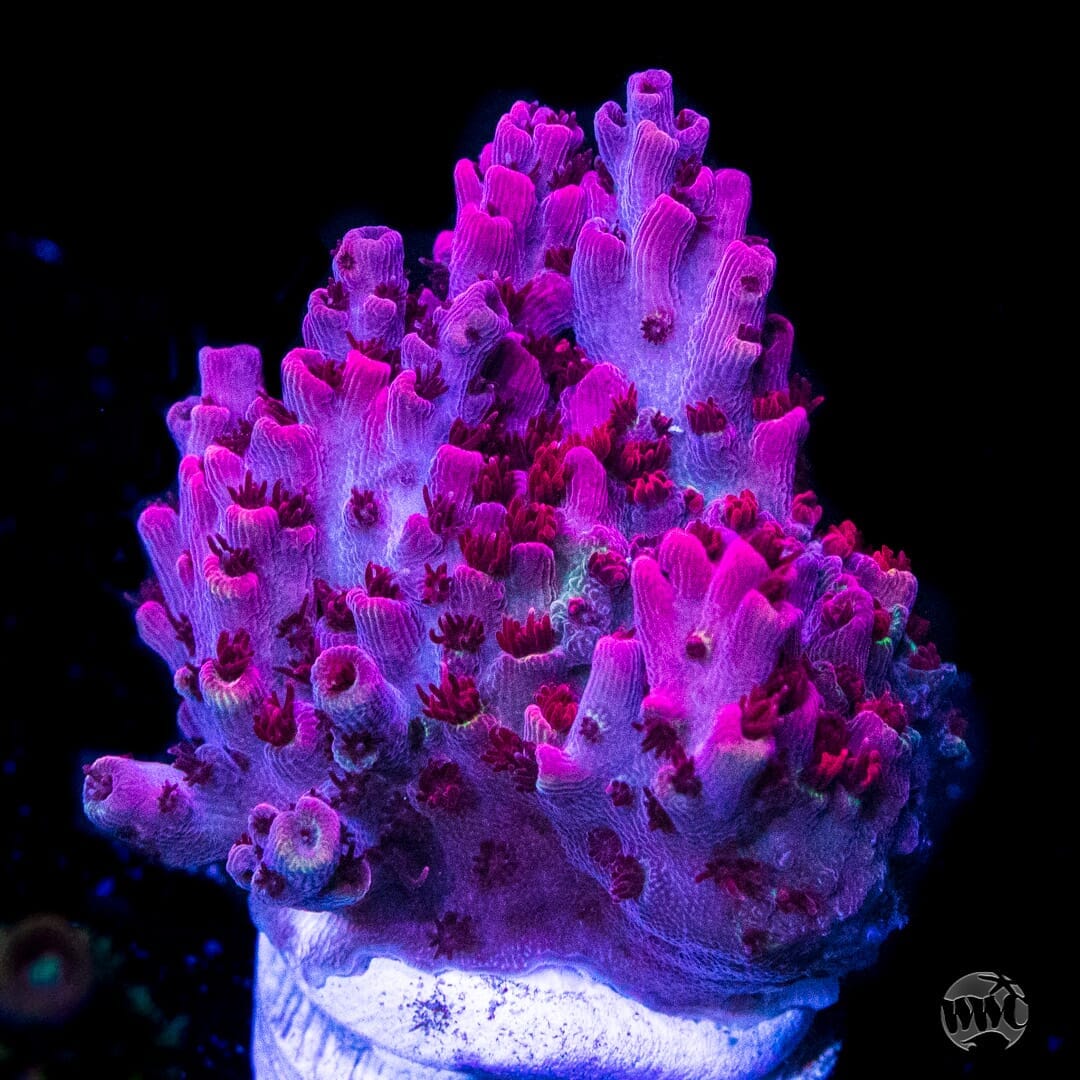 WWC Man of Steel Tabling Acropora