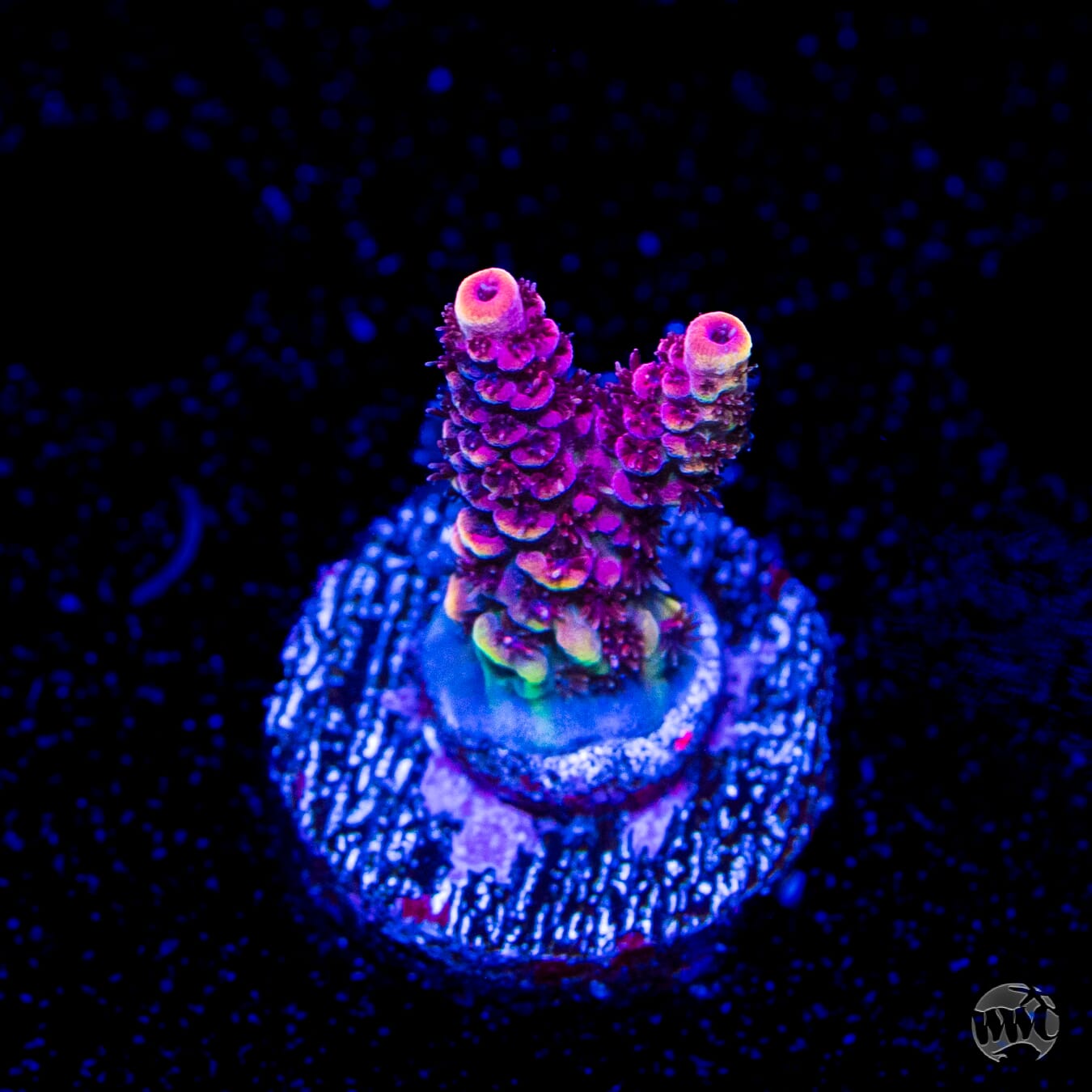 WWC Marmalade Melody Acropora