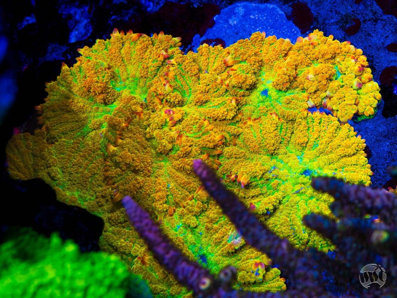 WWC Maui Zowie Rhodactis Mushroom - Mother Colony