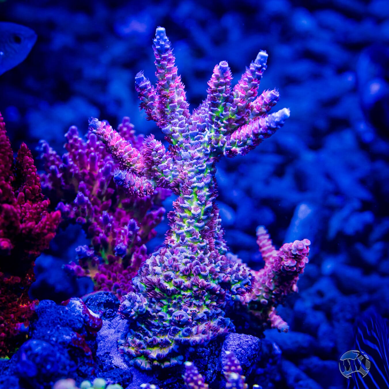 WWC Maximum Effort Tenuis Acropora - Mother Colony