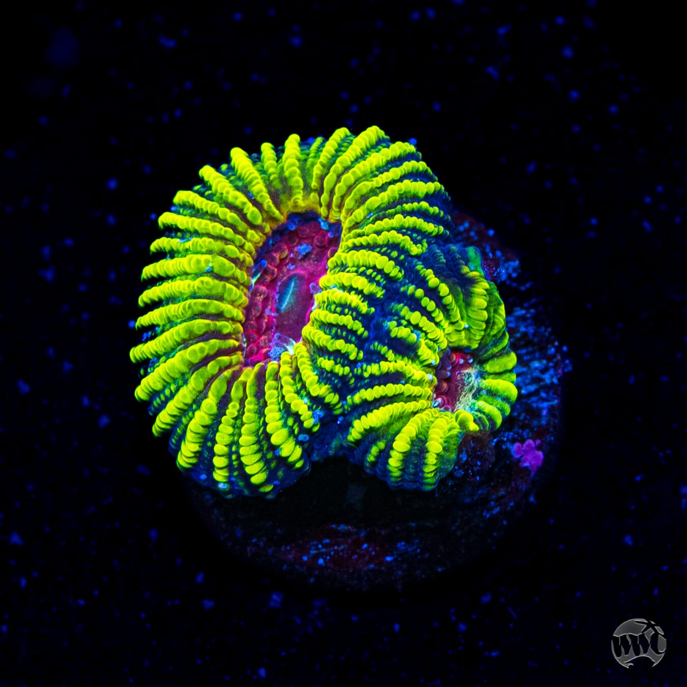 Mayan Sun Favia Coral