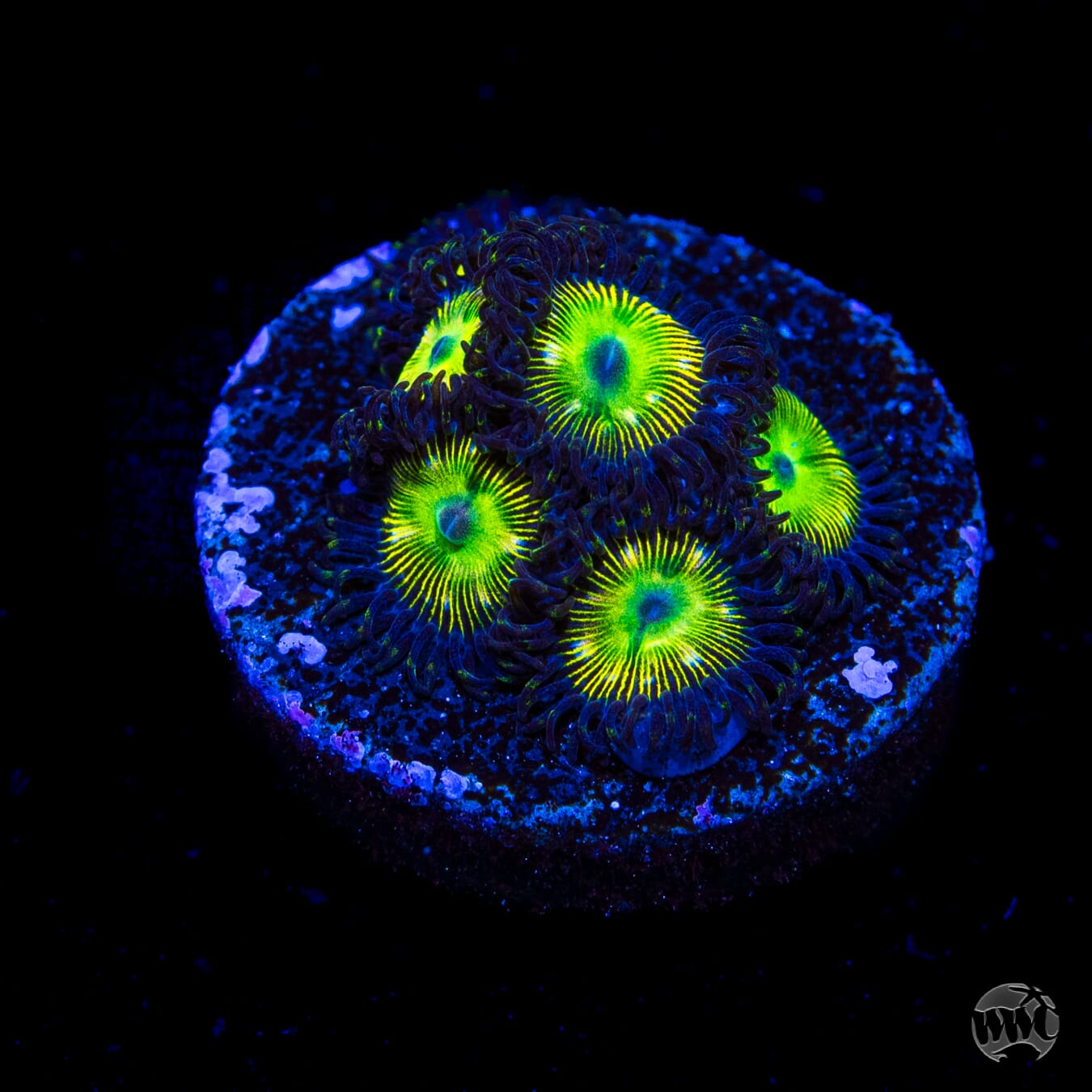WWC Mean Green Zoanthids