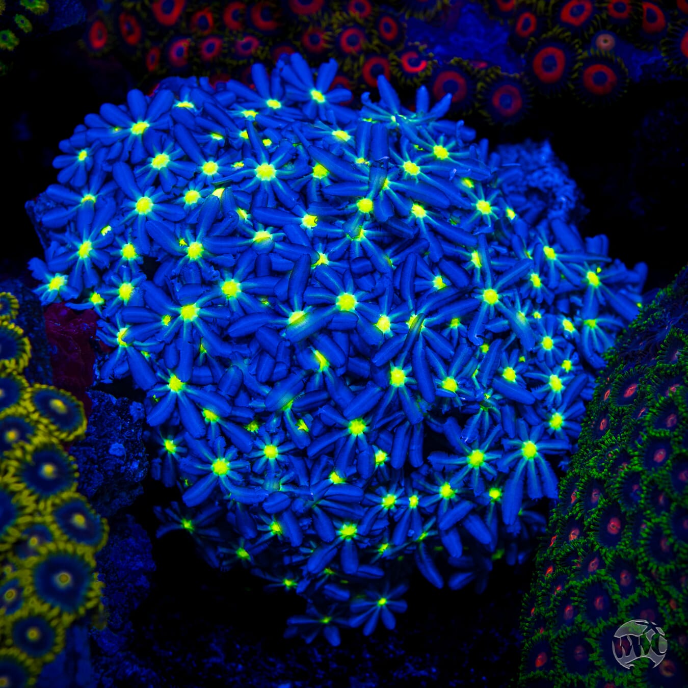 WWC Midnight Daisy Polyps - Mother Colony