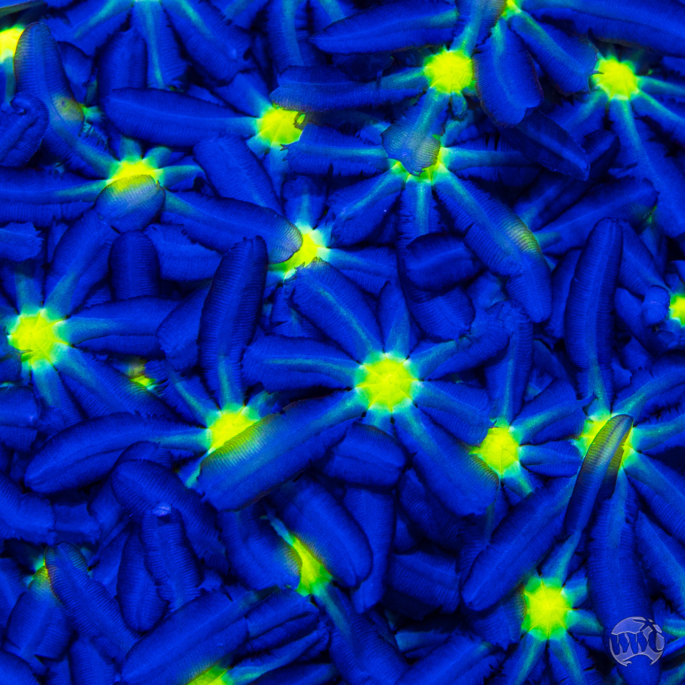 WWC Midnight Daisy Polyps Coral