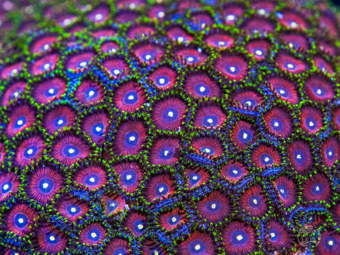 WWC Mini Me Zoanthids - Mother Colony