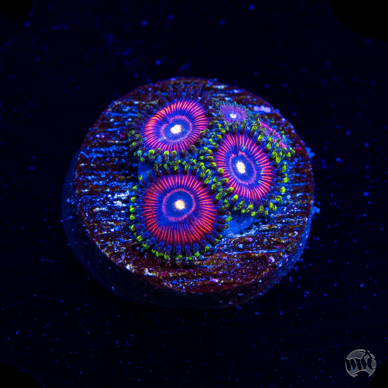 WWC Mini Me Zoanthids