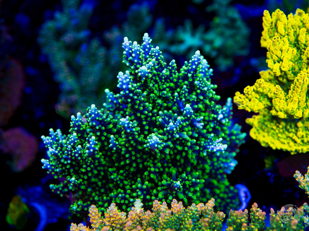 WWC Moonshine Acropora
