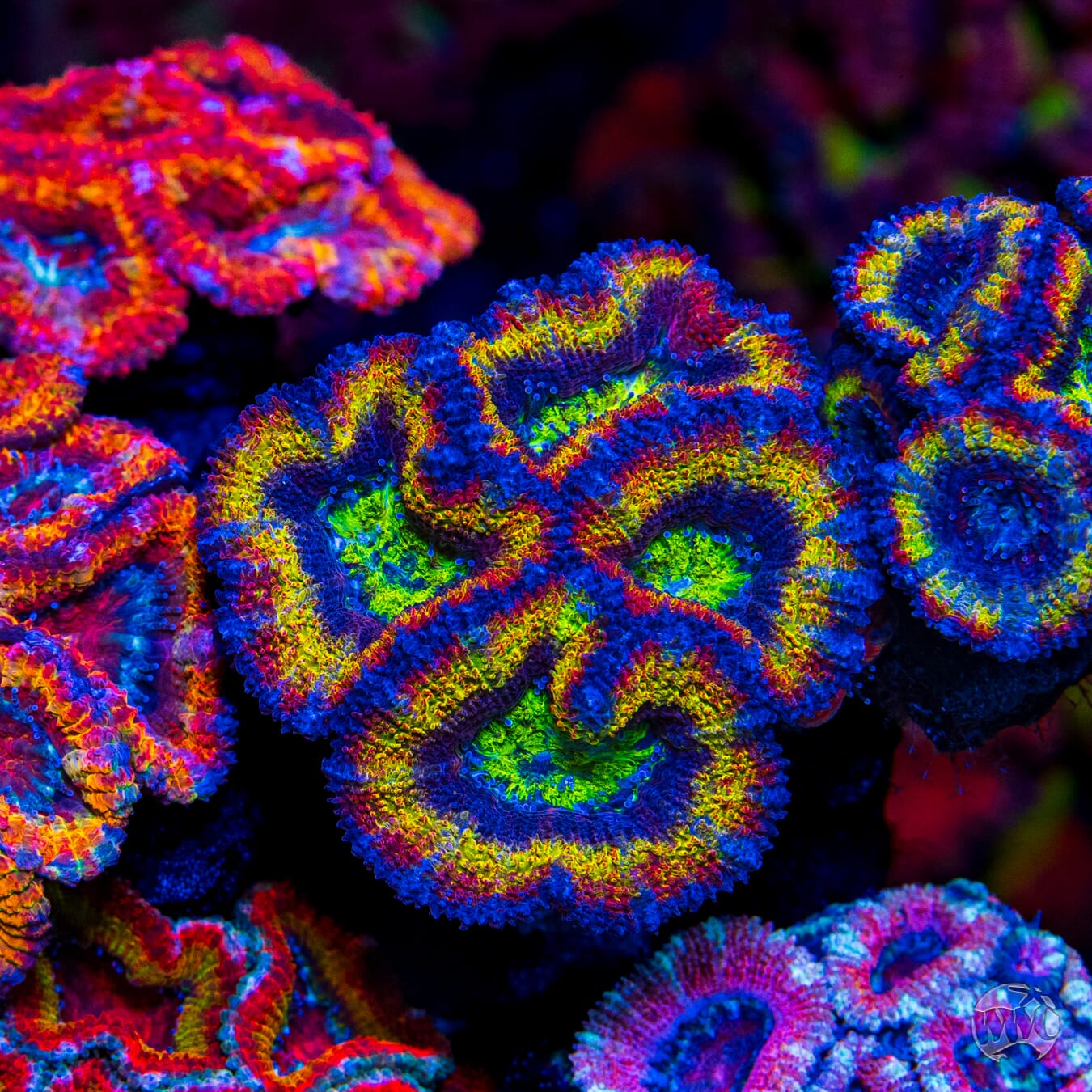 WWC Mystery Machine Aussie Lord - Mother Colony