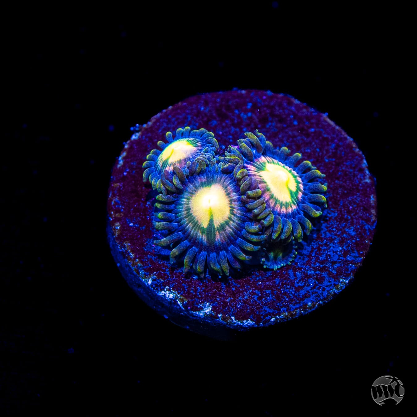 WWC Mystic Moon Zoanthids