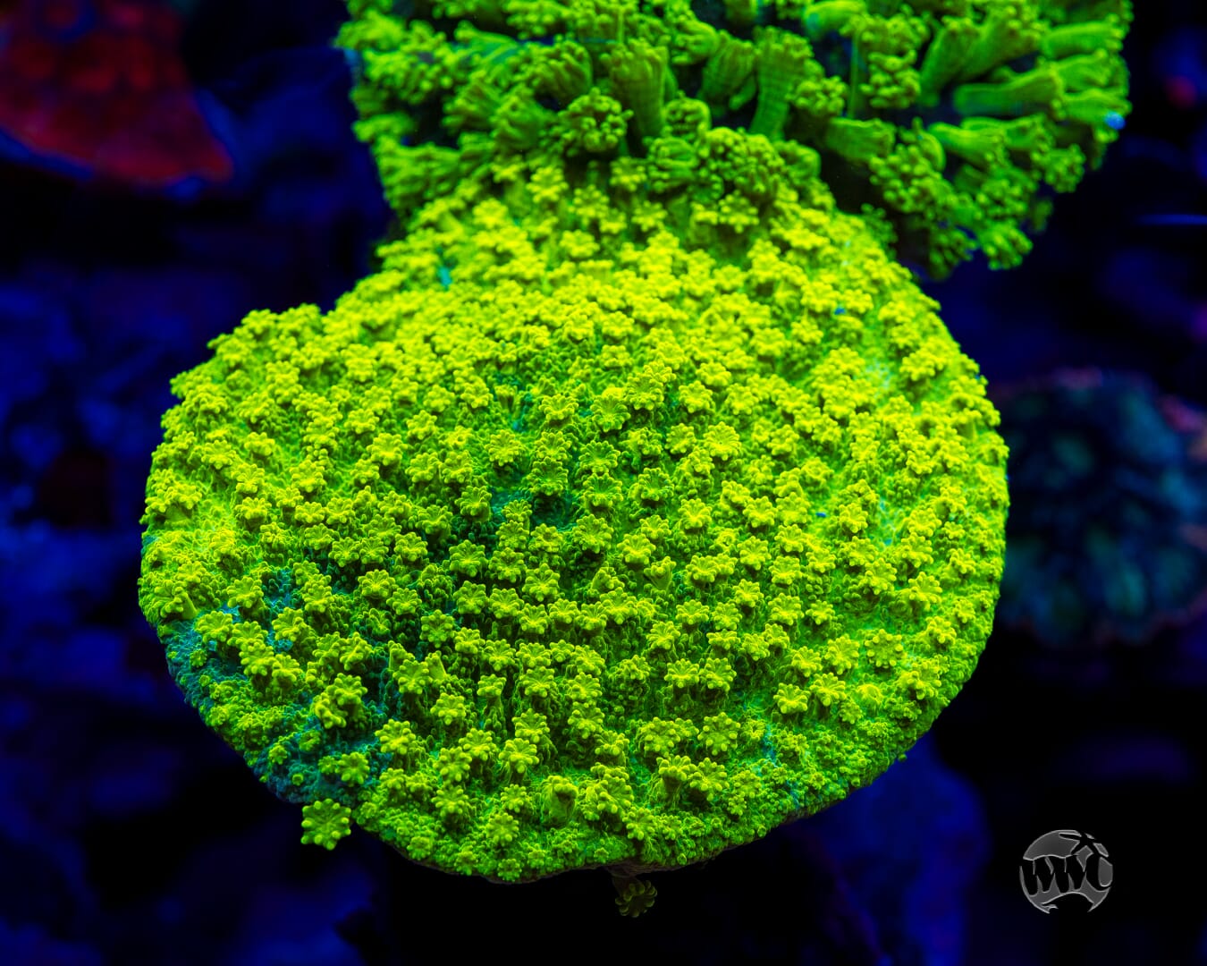 WWC Neon Astreopora - Mother Colony