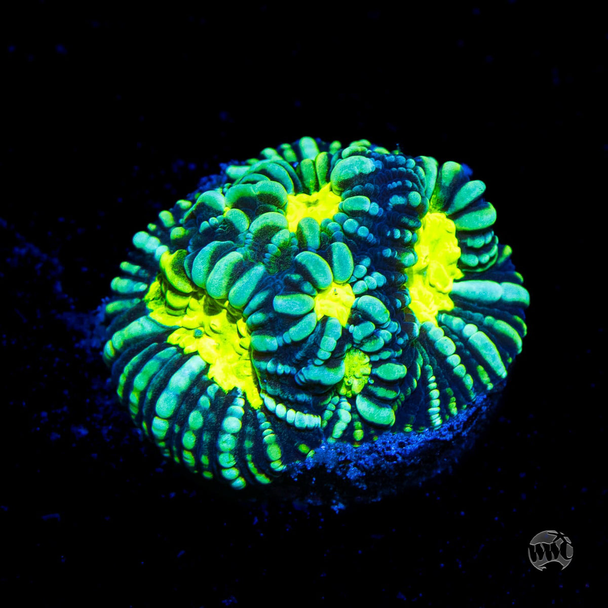 WWC Night Vision Favia Coral