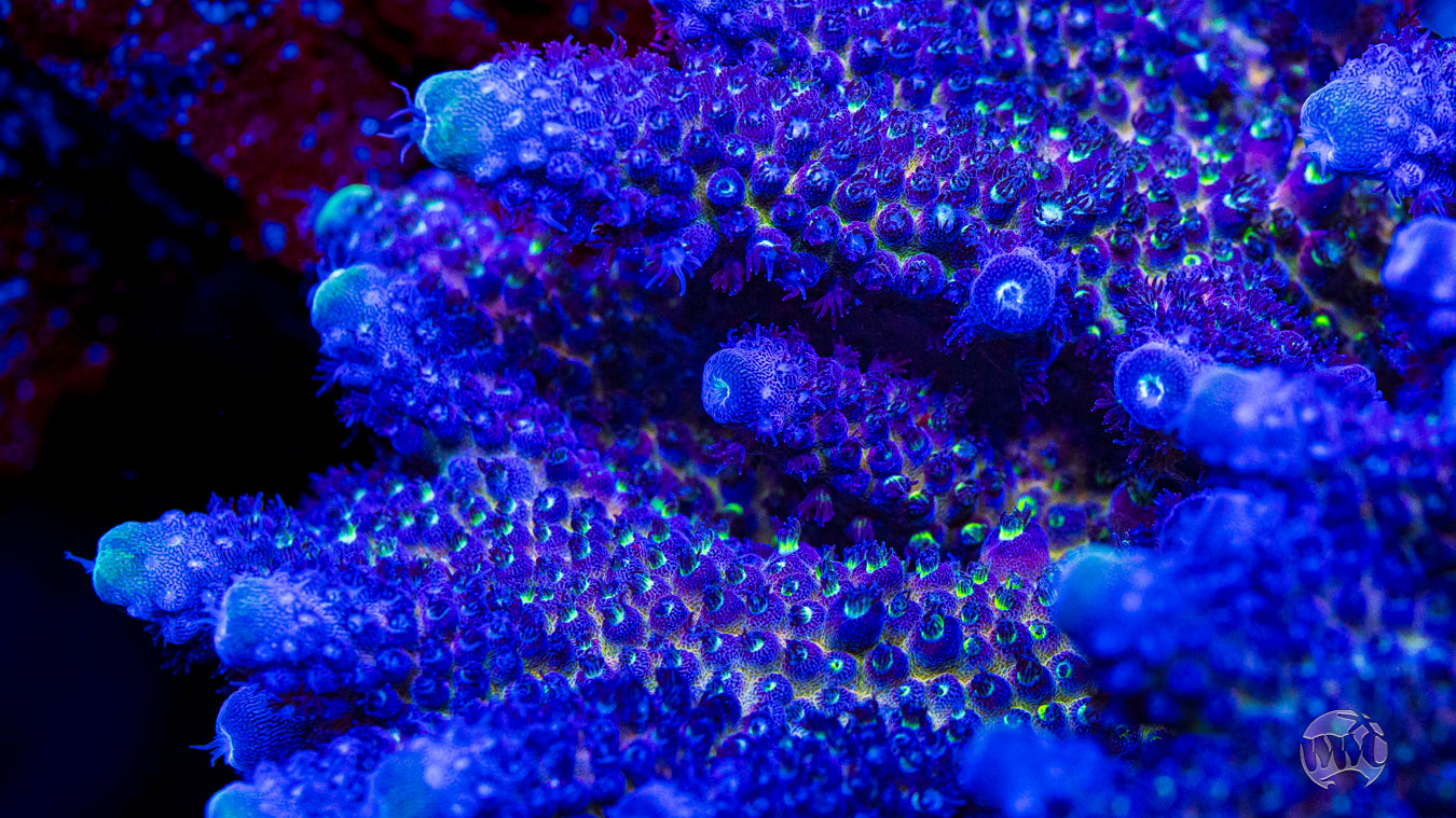 WWC Nuclear Grapes Acropora
